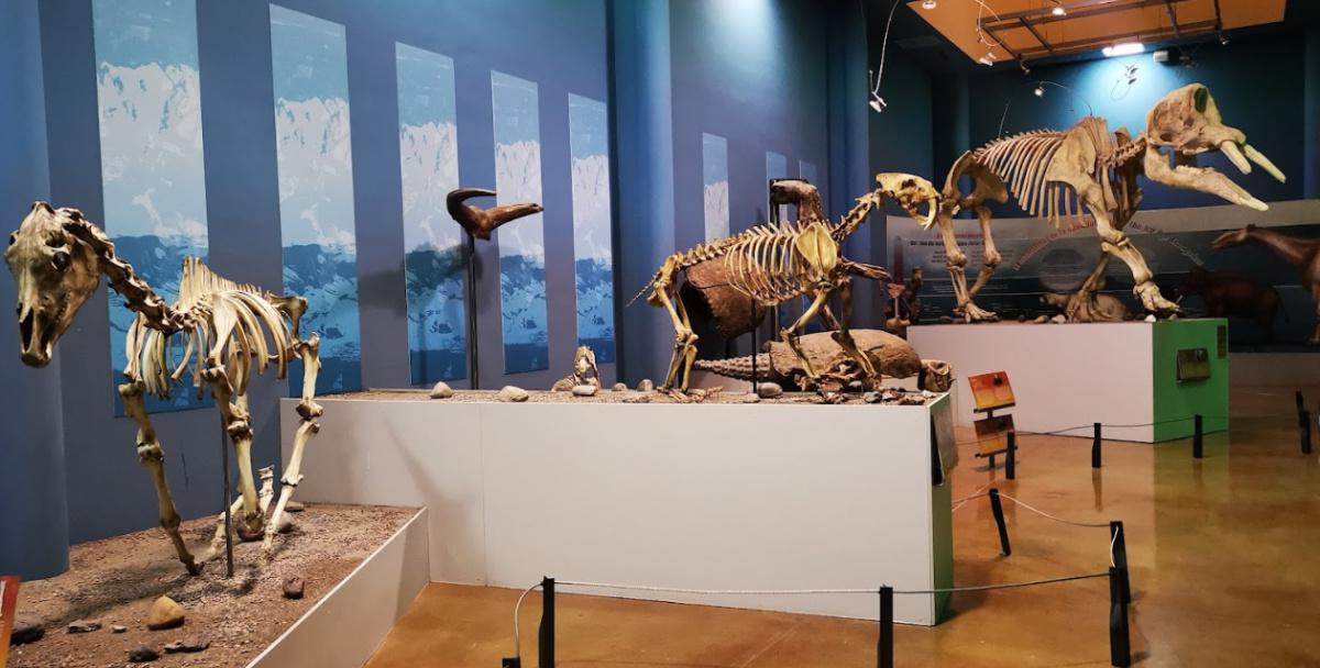 Museo del Desierto Chihuahuense (MUDECH)