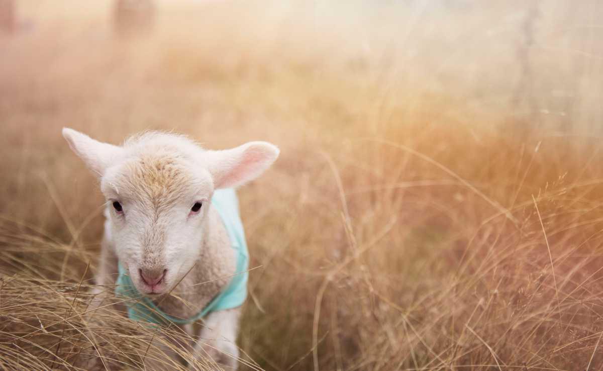 Connaissez-vous le "chemin des chèvres" ? Connaissez-vous le "chemin des chèvres" ?