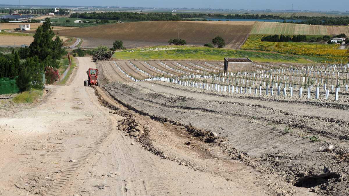 El Ayuntamiento adjudica las obras de mejora del firme de nueve caminos rurales de Lebrija