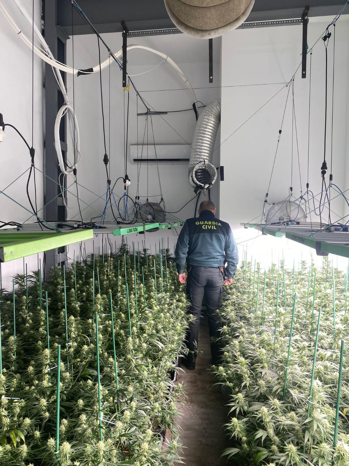 Tres personas detenidas como responsables de una plantación de marihuana indoor con 370 plantas y 20,5 kg de cogollos