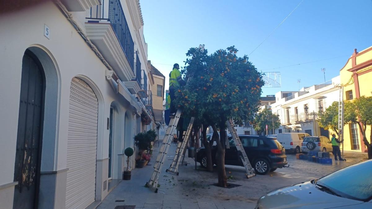 Comienzan los trabajos de recogida de naranjas amargas