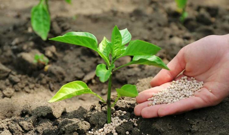 El plazo para aceptar las ayudas del Gobierno de España para la compra de fertilizantes finaliza el 27 de julio
