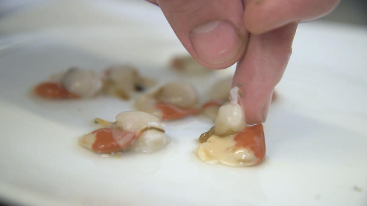 Il canestrello bianco di Caorle Il canestrello bianco di Caorle