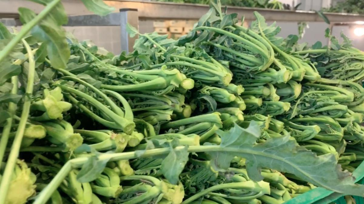 Quanti Figli a Creazzo... grazie al Broccolo!