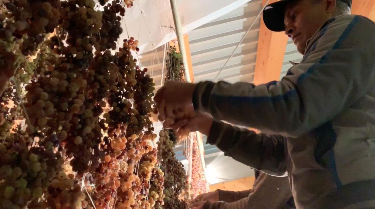 La Vendemmia di San Valentino La Vendemmia di San Valentino