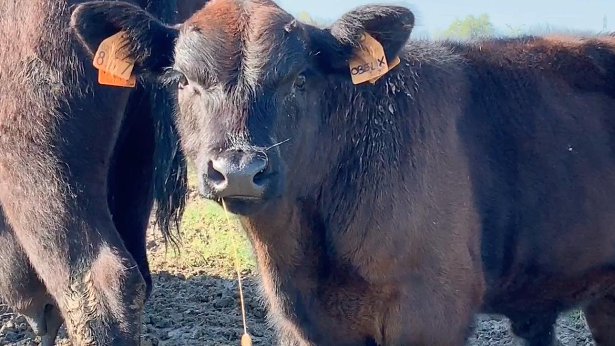 I black angus di Mr. Beefy I black angus di Mr. Beefy