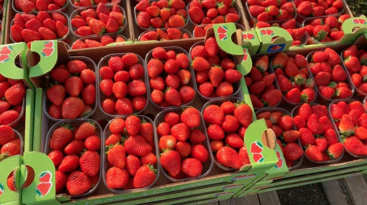 Ecco le fragole autunnali! Ecco le fragole autunnali!