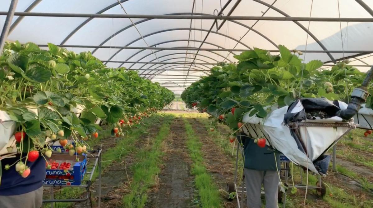 Ecco le fragole autunnali! Ecco le fragole autunnali!
