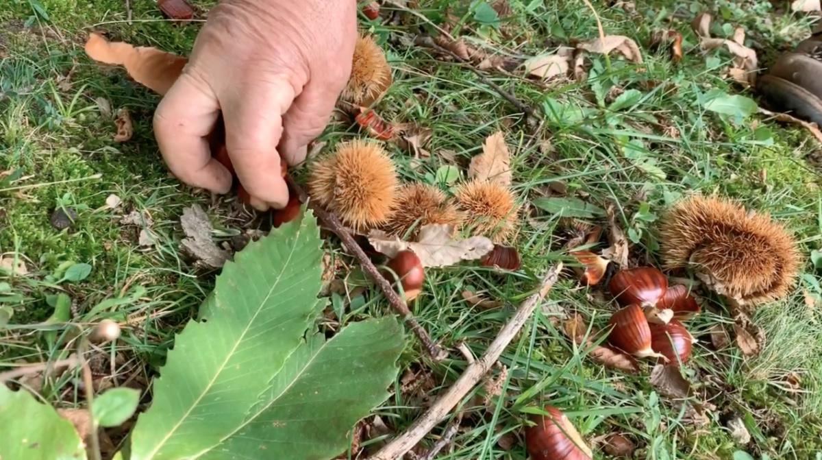 I marroni di Combai Igp I marroni di Combai Igp