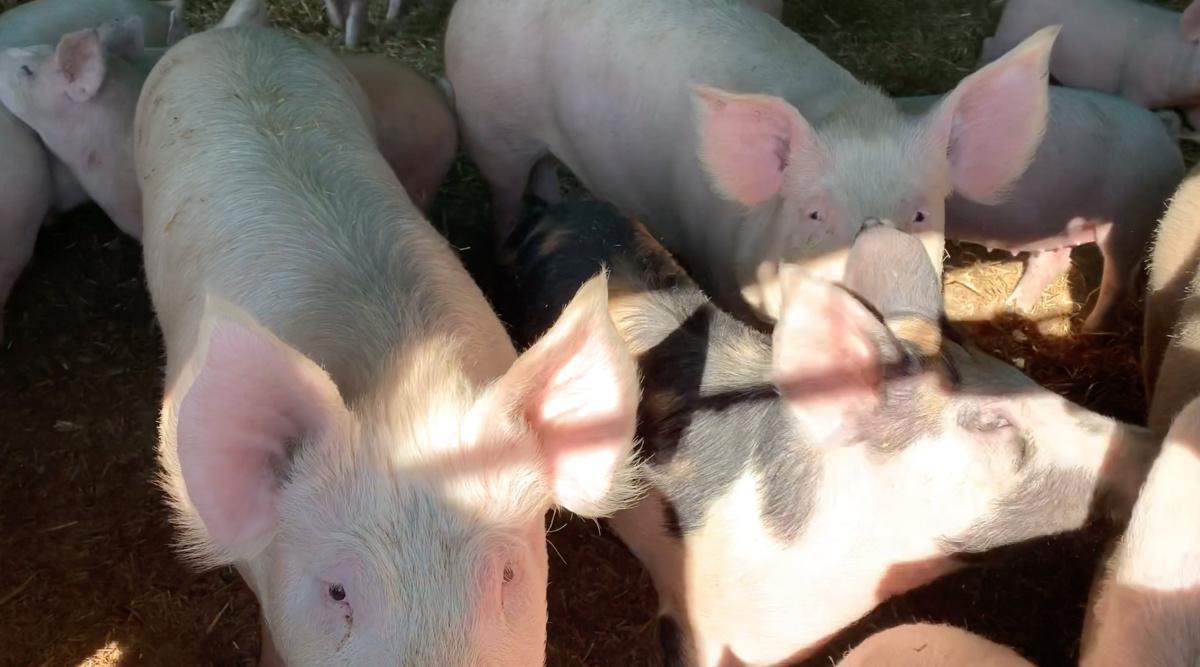 Isacco, la passione e la conquista Isacco, la passione e la conquista