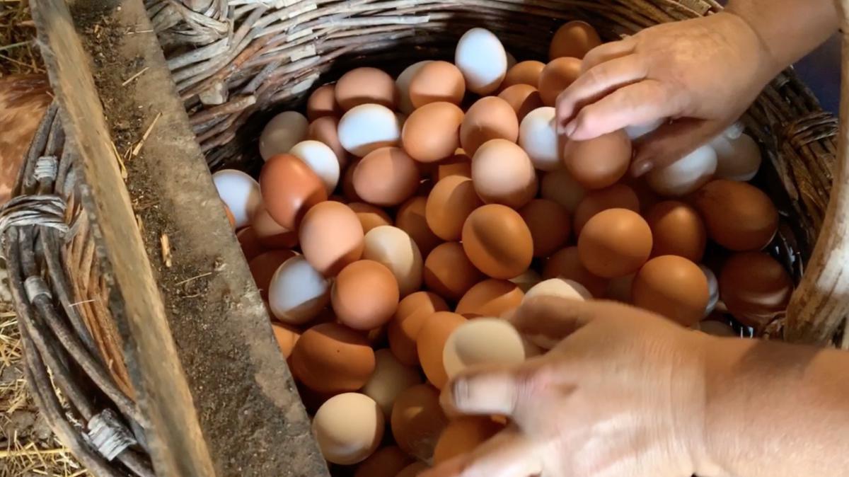 Le Galline dalla Uova Colorate (bio)