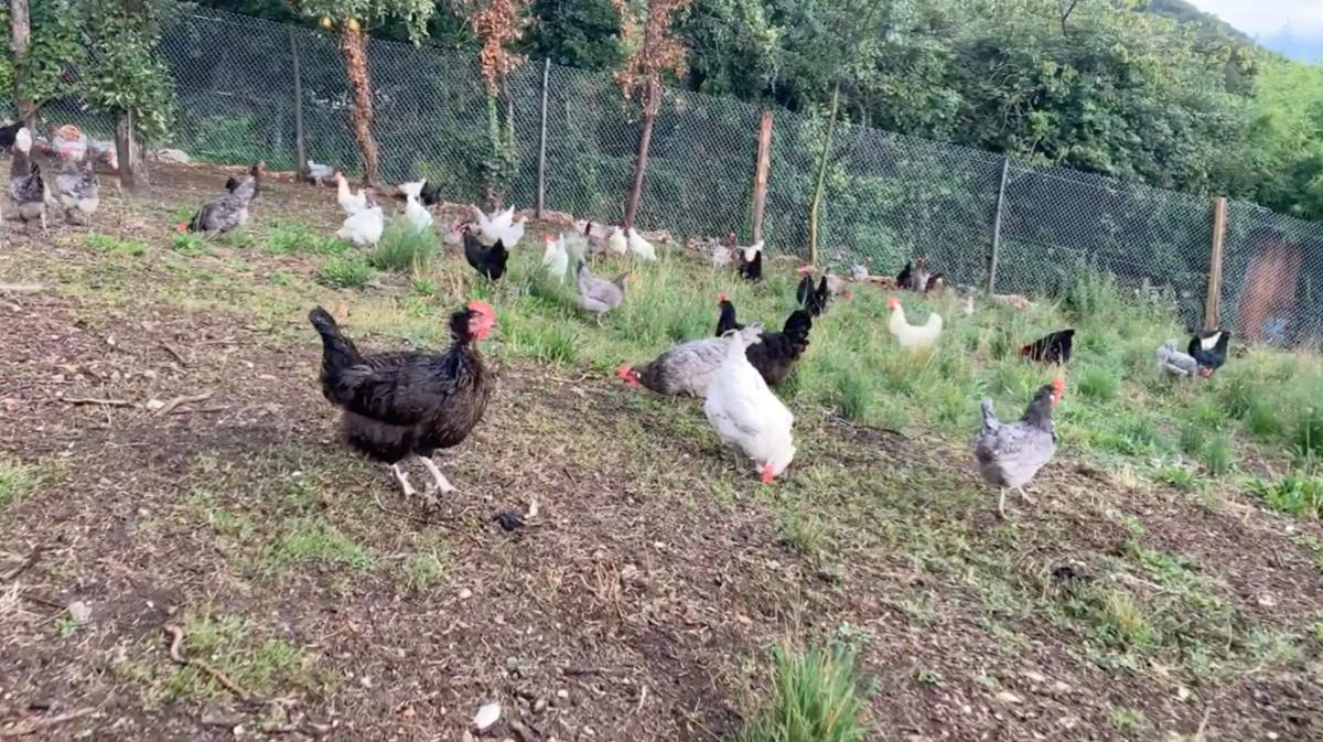 Le Galline dalla Uova Colorate (bio) Le Galline dalla Uova Colorate (bio)