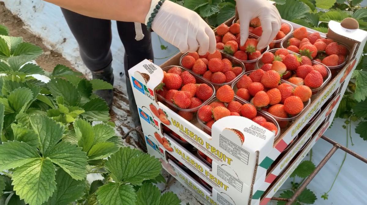 Le fragole autunnali ai tempi del Covid