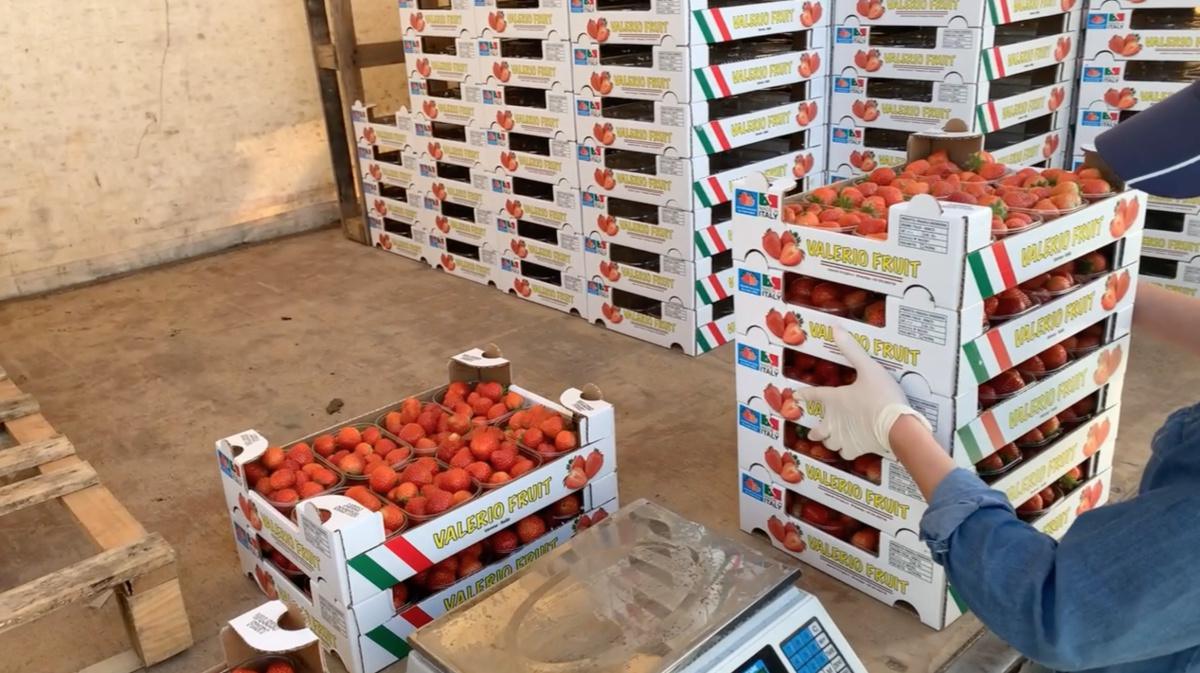 Le fragole autunnali ai tempi del Covid Le fragole autunnali ai tempi del Covid