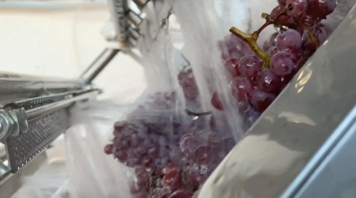 Mario e... l'autolavaggio dell'uva resistente Mario e... l'autolavaggio dell'uva resistente