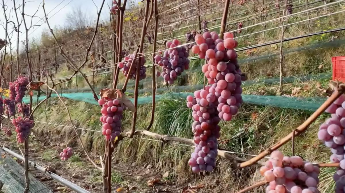 Mario e... l'autolavaggio dell'uva resistente Mario e... l'autolavaggio dell'uva resistente