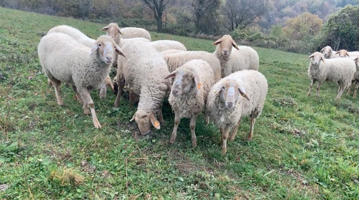 La lana che nasce nei pascoli della Lessinia La lana che nasce nei pascoli della Lessinia