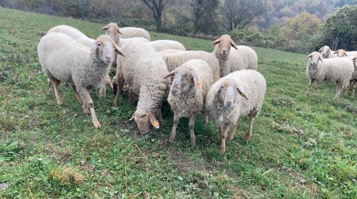 La lana che nasce nei pascoli della Lessinia