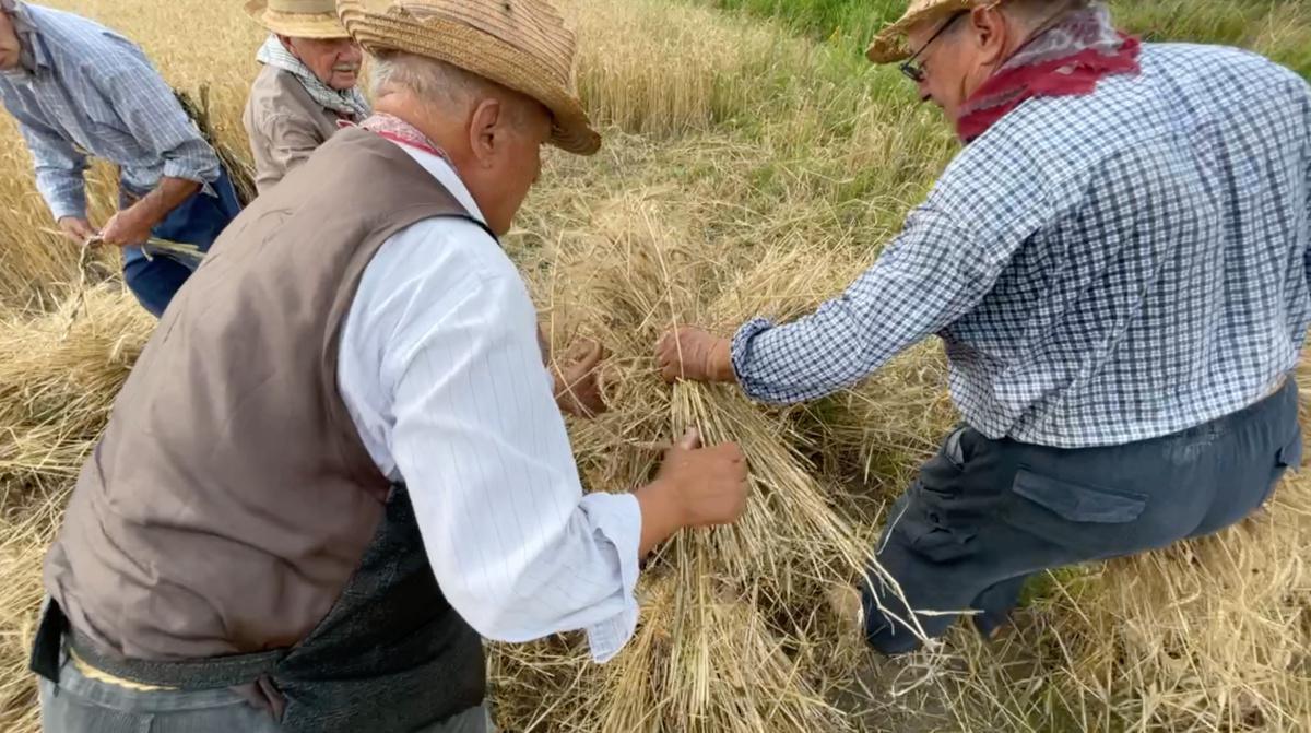 Il grano antico, la tradizione del futuro Il grano antico, la tradizione del futuro