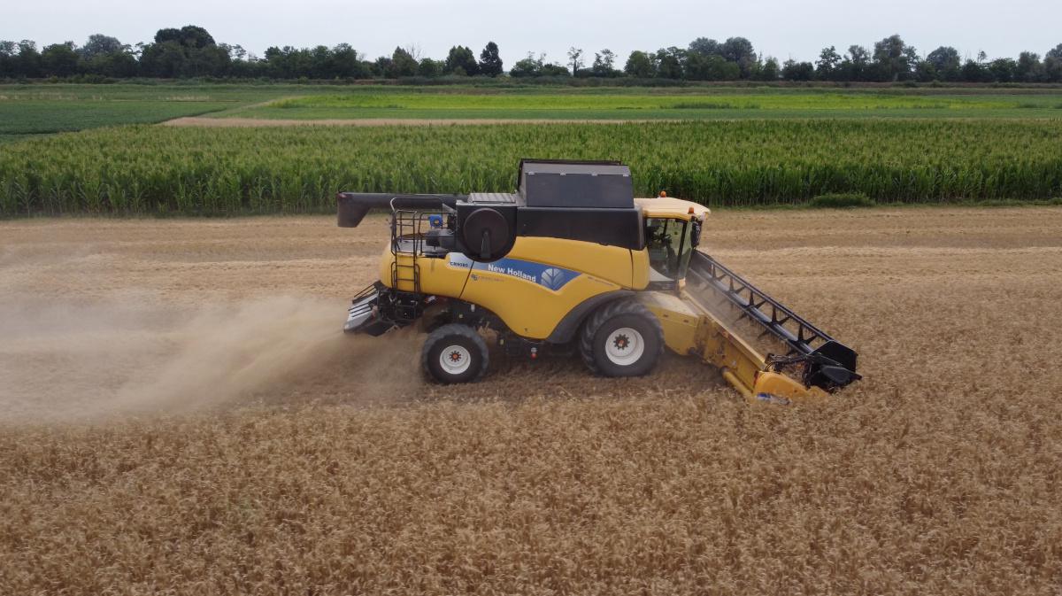 Il grano antico, la tradizione del futuro Il grano antico, la tradizione del futuro