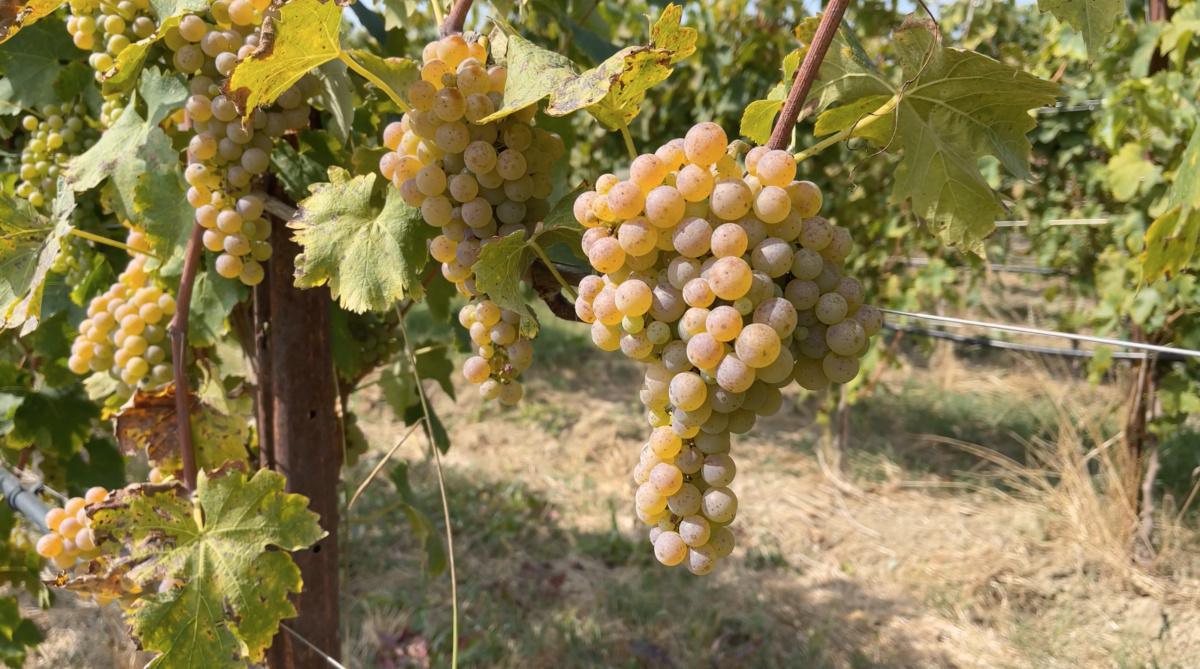 Tempo di Vendemmia in Lugana!