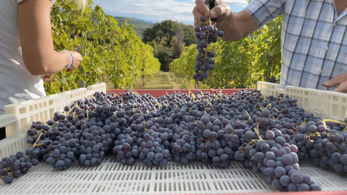 Azienda Agricola Roccolo Grassi