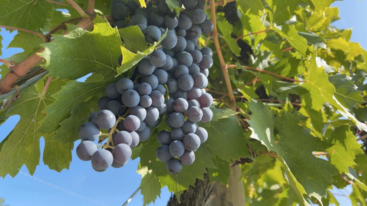 Cà La Bionda, il Vino fatto con le Mani Cà La Bionda, il Vino fatto con le Mani