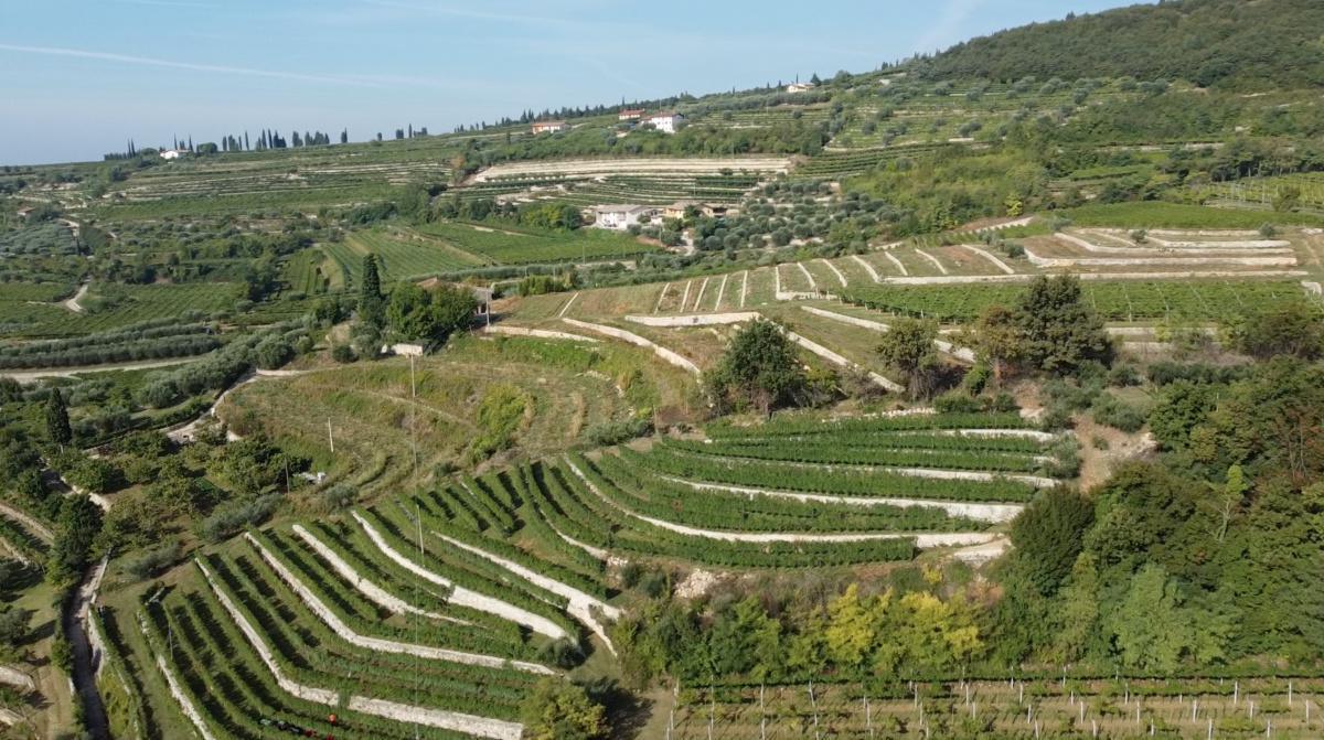 Cà La Bionda, il Vino fatto con le Mani Cà La Bionda, il Vino fatto con le Mani