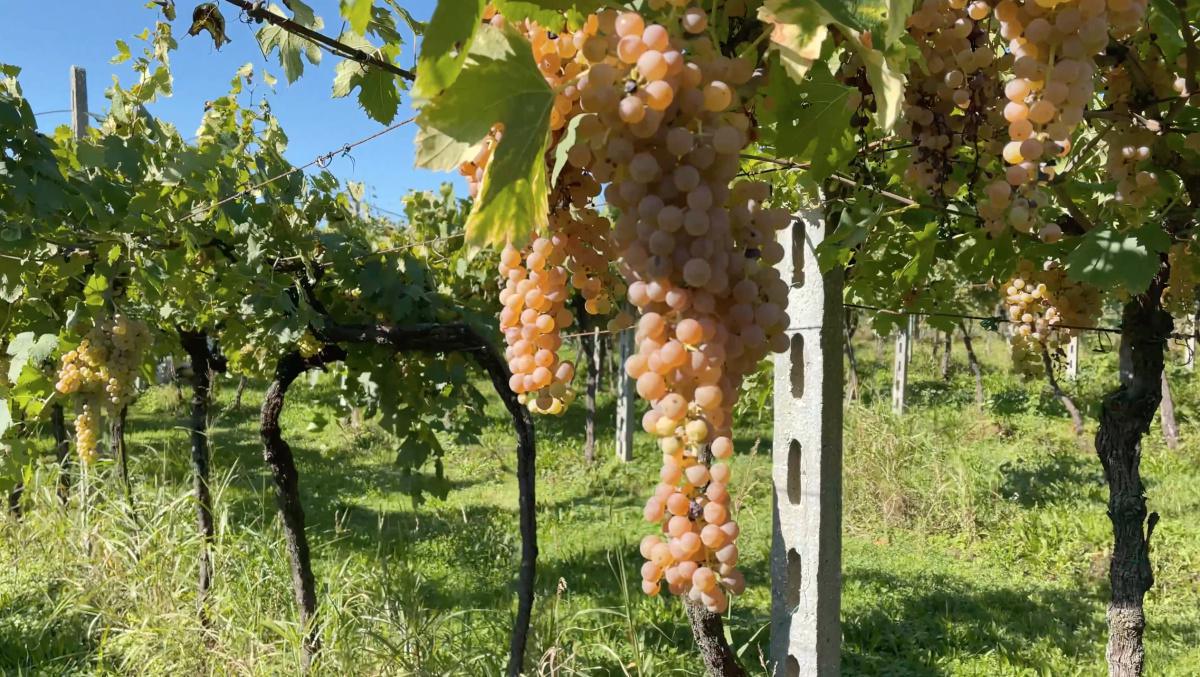 Roberta, l'Avvocatessa del Custoza Roberta, l'Avvocatessa del Custoza