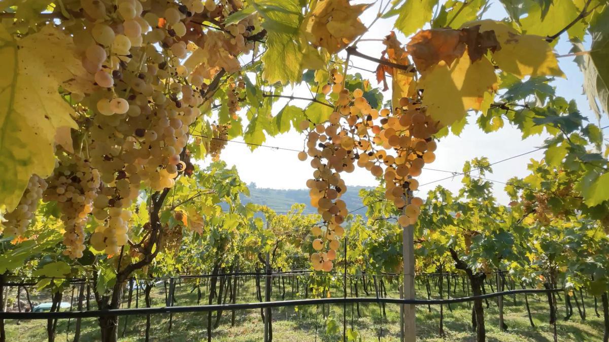 Gini: nell'anticamera del Recioto di Soave Gini: nell'anticamera del Recioto di Soave