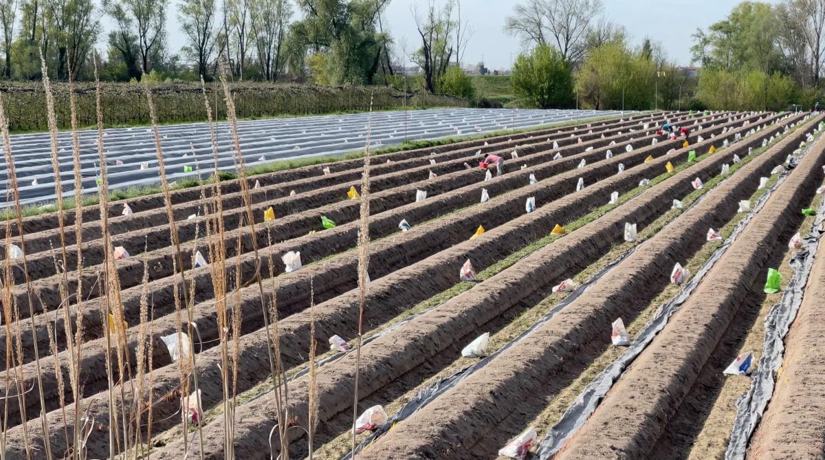 L'Asparago di Verona, una lunga Storia... sabbiosa L'Asparago di Verona, una lunga Storia... sabbiosa