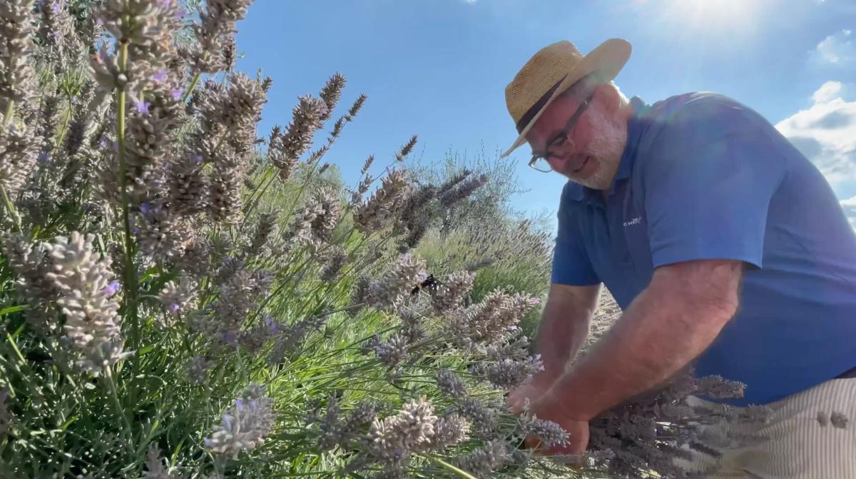 La distillazione della lavanda sul Garda