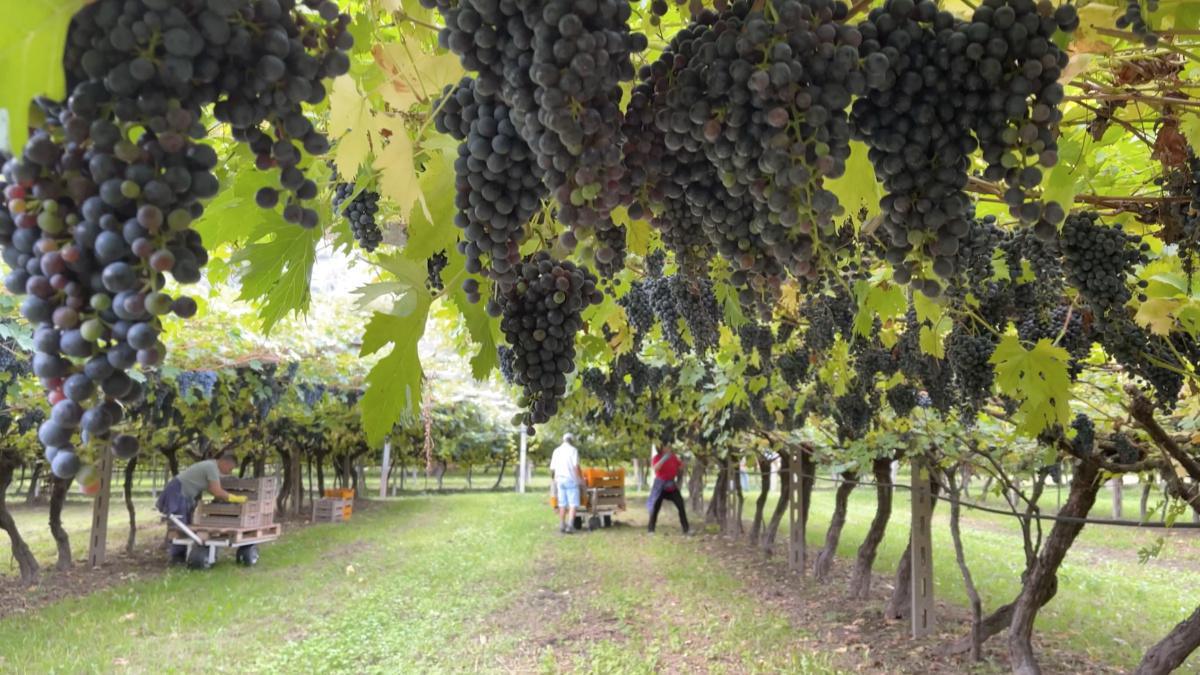 La Valdadige e l'Enantio, un legame antichissimo La Valdadige e l'Enantio, un legame antichissimo