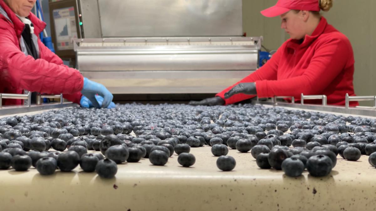 "Berryland", la terra dei piccoli frutti "Berryland", la terra dei piccoli frutti