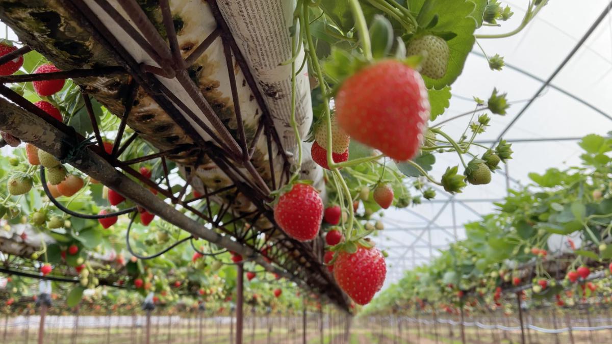 "Berryland", la terra dei piccoli frutti "Berryland", la terra dei piccoli frutti