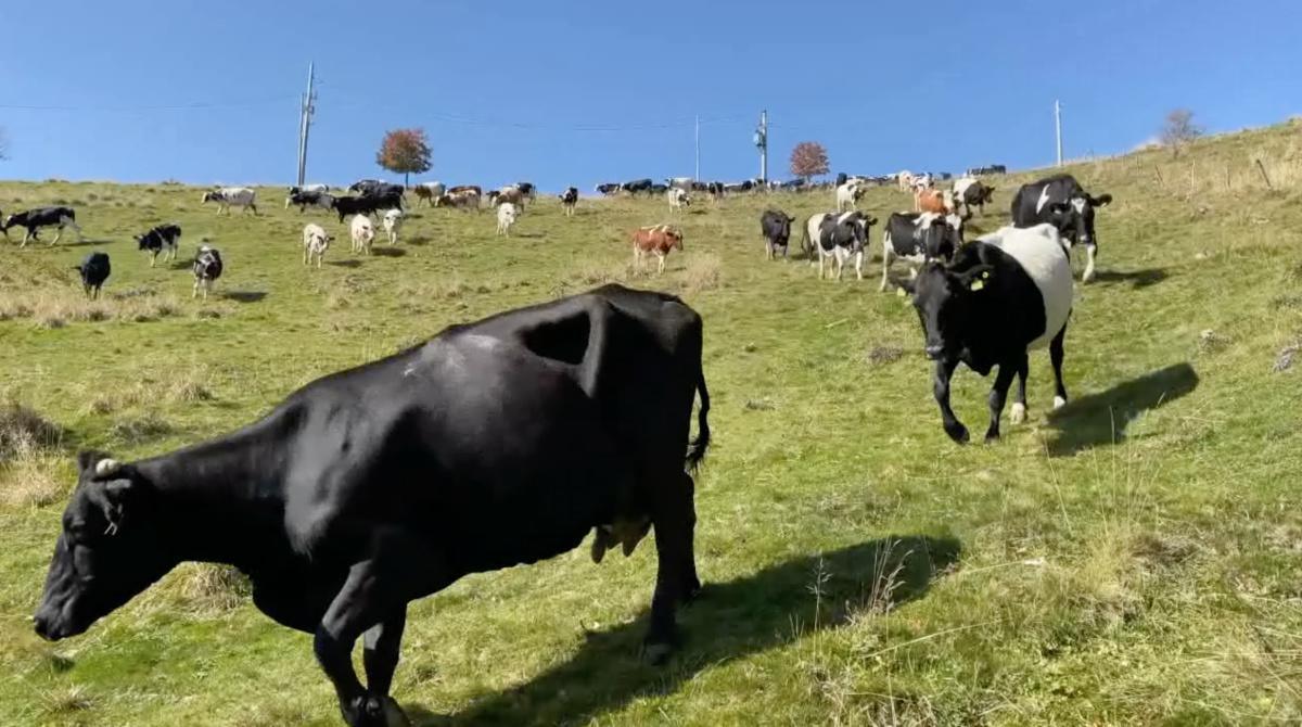 La Transumanza del Modesto, Simbolo della Lessinia La Transumanza del Modesto, Simbolo della Lessinia