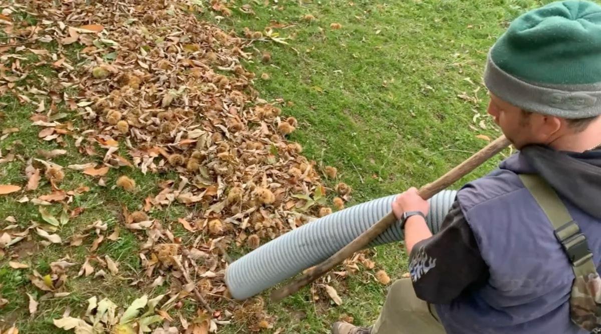 I marroni, la vendemmia dei montanari I marroni, la vendemmia dei montanari