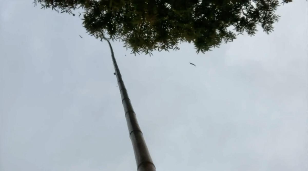 I marroni, la vendemmia dei montanari I marroni, la vendemmia dei montanari