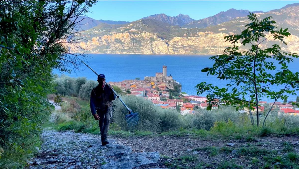 L'Olio Garda Dop, l'oro del Lago L'Olio Garda Dop, l'oro del Lago