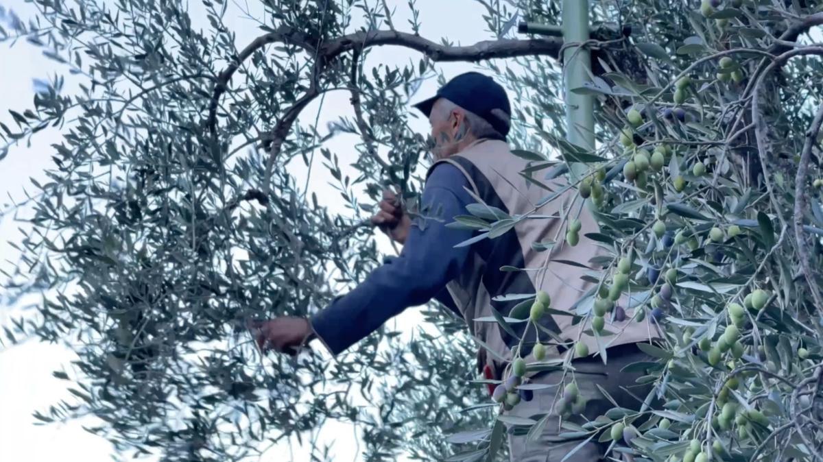 L'Olio Garda Dop, l'oro del Lago L'Olio Garda Dop, l'oro del Lago