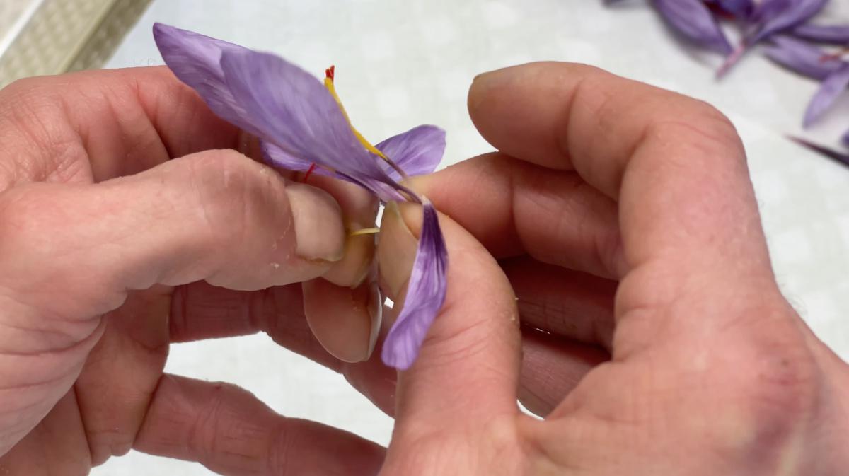 Chiara e Claudia, le "sorelle Zafferano" Chiara e Claudia, le "sorelle Zafferano"