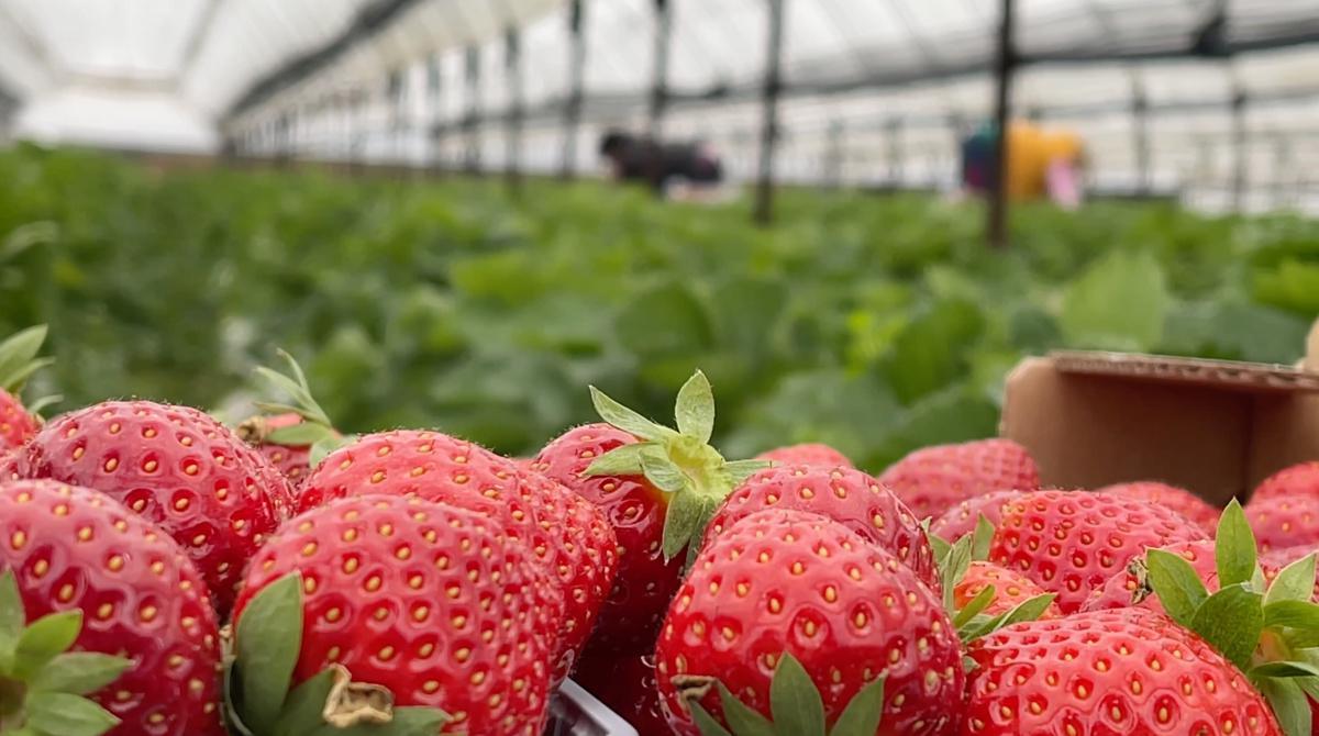 I Panetini, quando l'Ortofrutta diventa boutique I Panetini, quando l'Ortofrutta diventa boutique