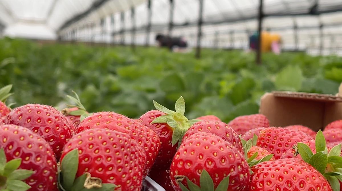 I Panetini, quando l'Ortofrutta diventa boutique