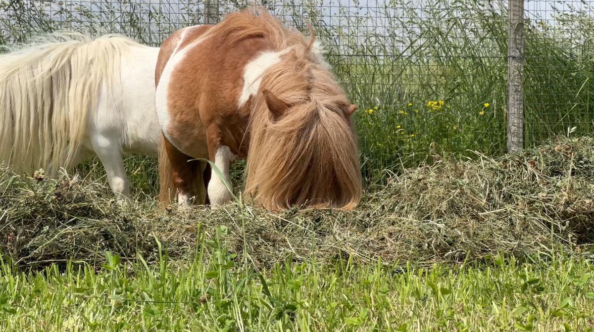 I cavallini "tascabili" di Giordano I cavallini "tascabili" di Giordano