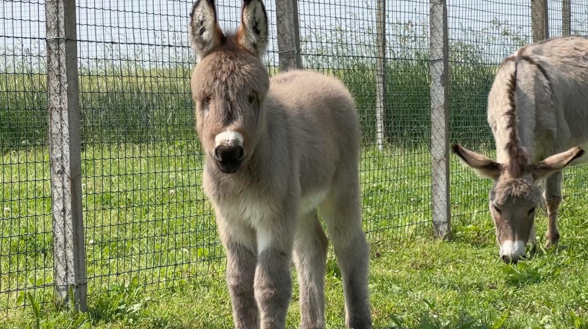 I cavallini "tascabili" di Giordano I cavallini "tascabili" di Giordano