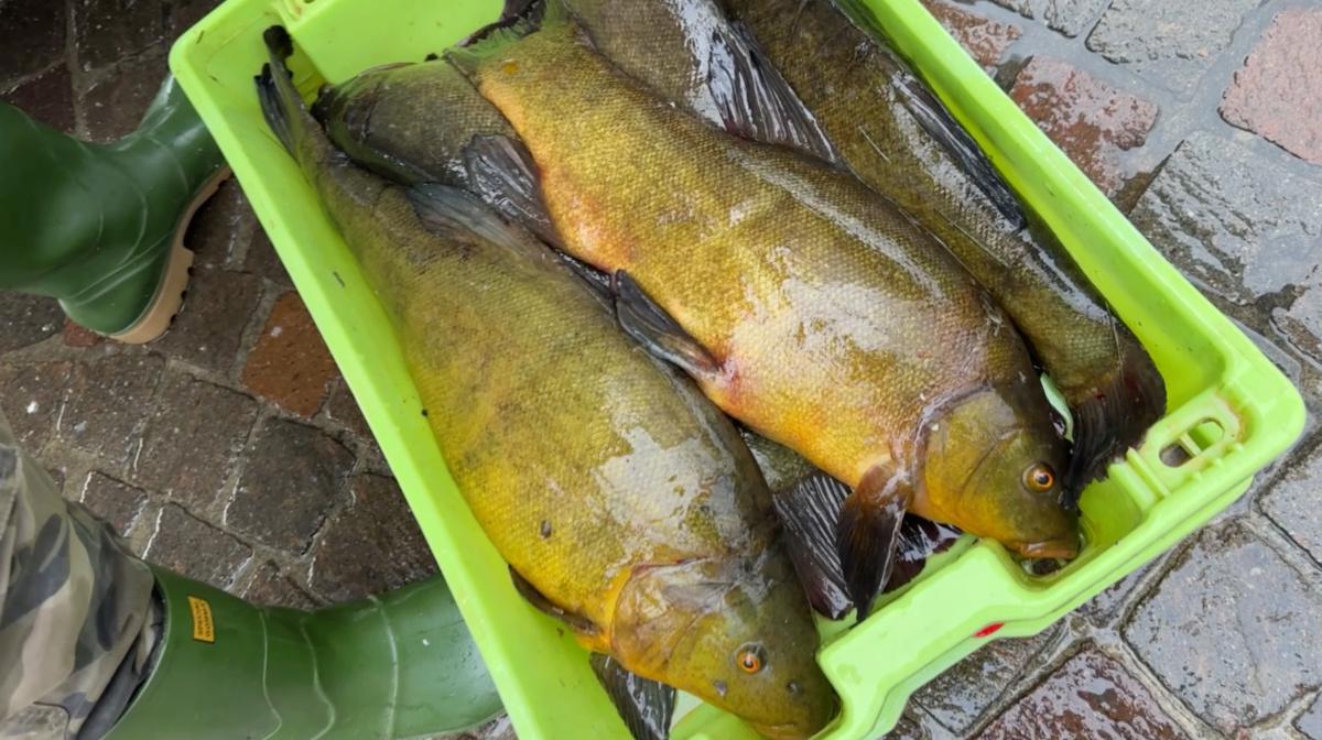 Il Ritorno della Cooperativa fra Pescatori Il Ritorno della Cooperativa fra Pescatori