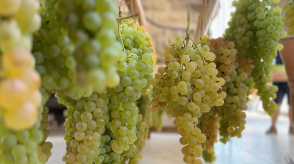 Soave e l'Uva appesa sotto la Torre antica Soave e l'Uva appesa sotto la Torre antica