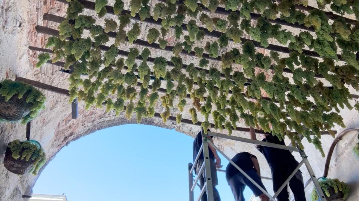 Soave e l'Uva appesa sotto la Torre antica Soave e l'Uva appesa sotto la Torre antica