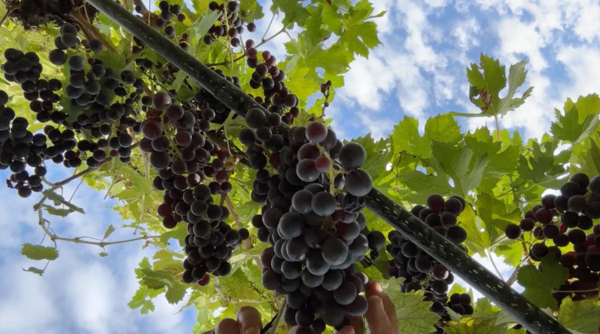 Il Vino naturale? Roba da... Spiaggia! Il Vino naturale? Roba da... Spiaggia!