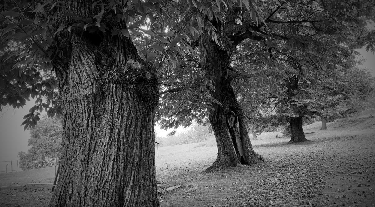 Sotto le fronde dei castagni ultrasecolari Sotto le fronde dei castagni ultrasecolari